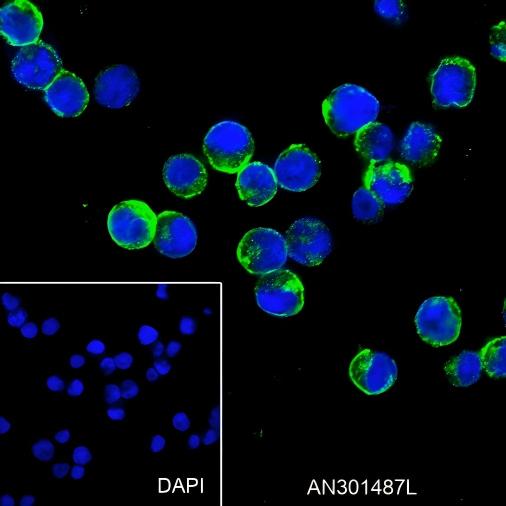 Recombinant CD79b Monoclonal Antibody - small - 4