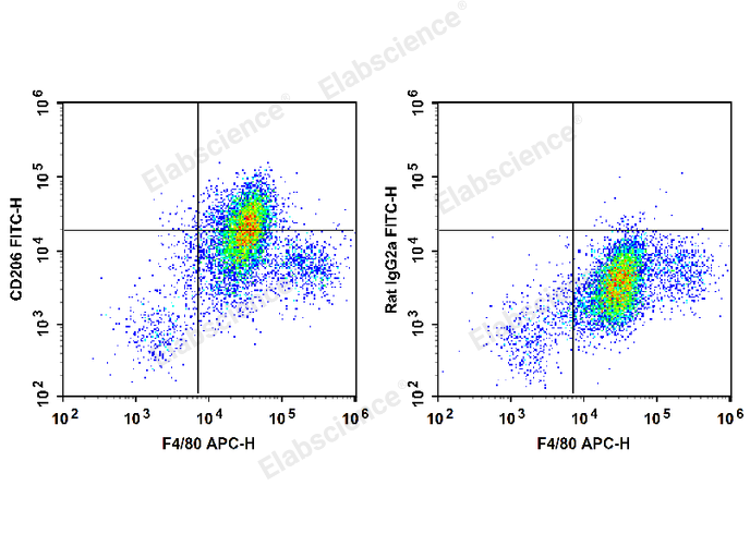 C57BL/6 murine abdominal macrophages elicited by starch broth are stained with APC Anti-Mouse F4/80 Antibody and FITC Anti-Mouse CD206 Antibody (Left). Abdominal macrophages are stained with APC Anti-Mouse F4/80 Antibody and FITC Rat IgG2a, κ Isotype Control (Right).