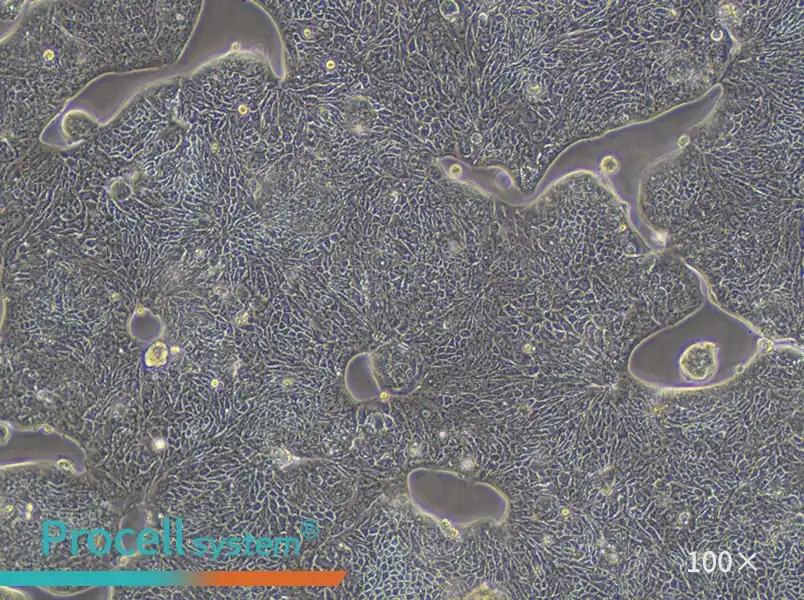 SW1116 (DMEM) Cell Complete MediumSW1116 (DMEM) Cell Complete Medium - 3