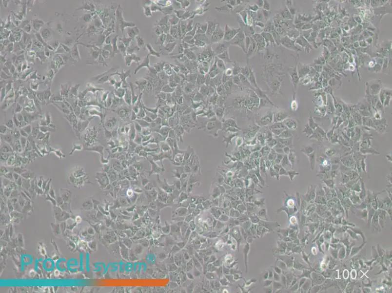 HuH-7 Cell Complete Medium - 3