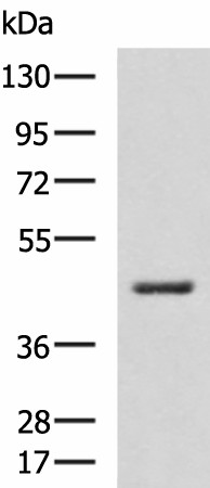 Western blot analysis of RAW264.7 cell lysate  using HSD3B2 Polyclonal Antibody at dilution of 1:600