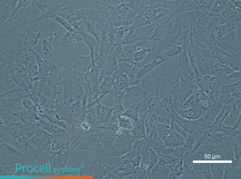 Mouse Brain Microvascular Pericyte Complete Medium - small - 5