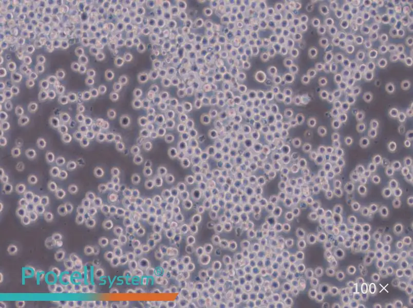 Sp2/0-Ag14[SP2/0] Cell Complete Medium - 3