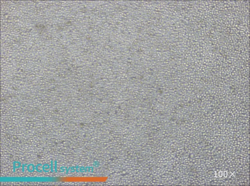 CA46 Cell Complete MediumCA46 Cell Complete Medium - 2