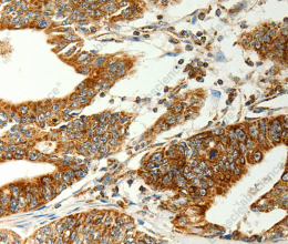 COX7B Polyclonal Antibody - 3