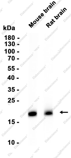 Recombinant VAMP1 Monoclonal Antibody - 1