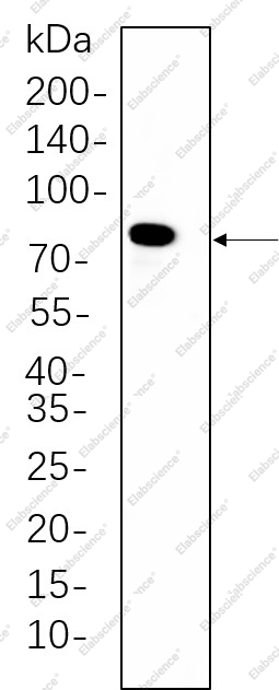 Recombinant PKC δ Monoclonal Antibody - 1