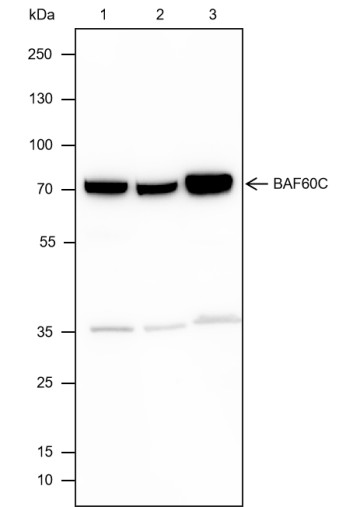 Recombinant BAF60C Monoclonal Antibody-searchlist-1