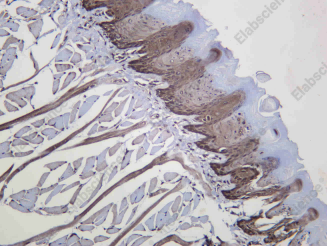 Recombinant SIRT2 Monoclonal Antibody - 3