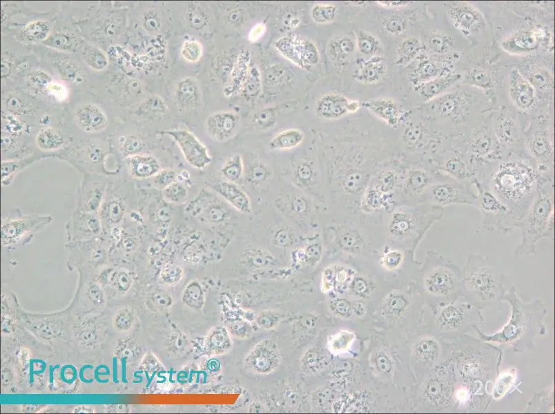 MARC-145 [Marc145] Cell Complete Medium - small - 6