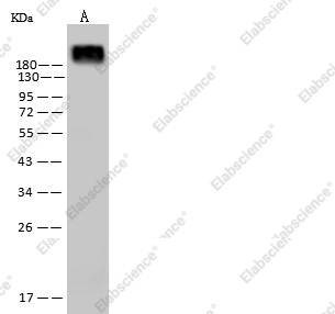 CD45/PTPRC Monoclonal Antibody - 3