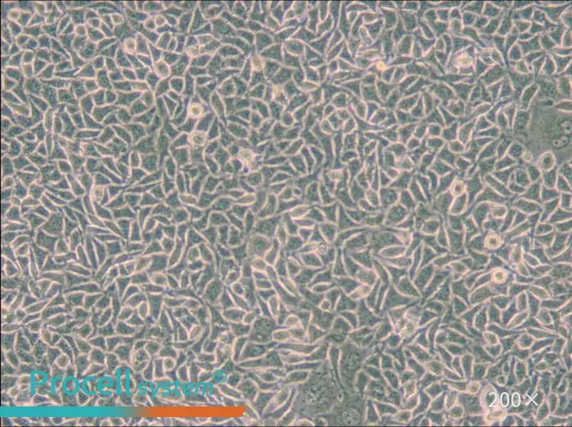 B82 Cell Complete Medium - 5