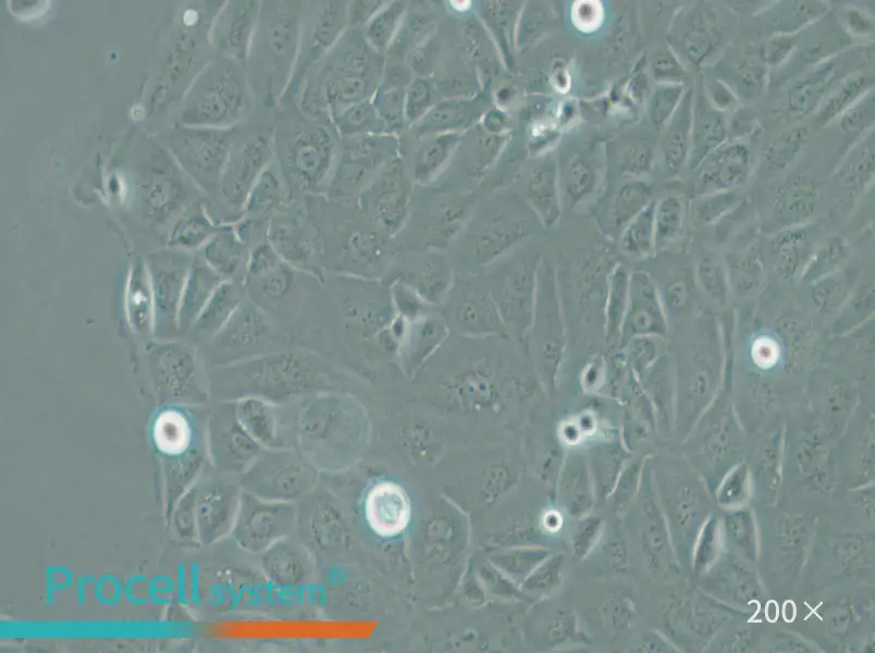 Panc 05.04 Cell Complete Medium - 6