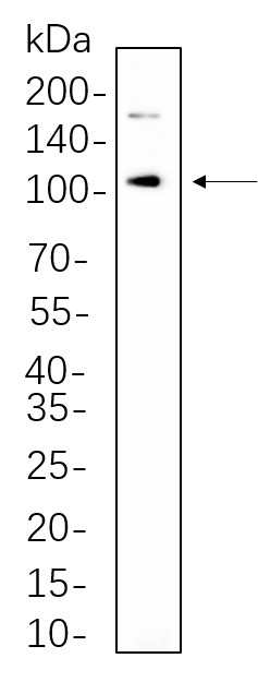 Recombinant IRE1α Monoclonal Antibody-searchlist-1
