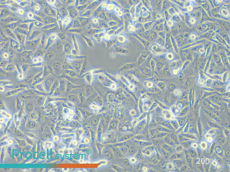 SW480 [SW-480] (DMEM) Cell Complete Medium - small - 6