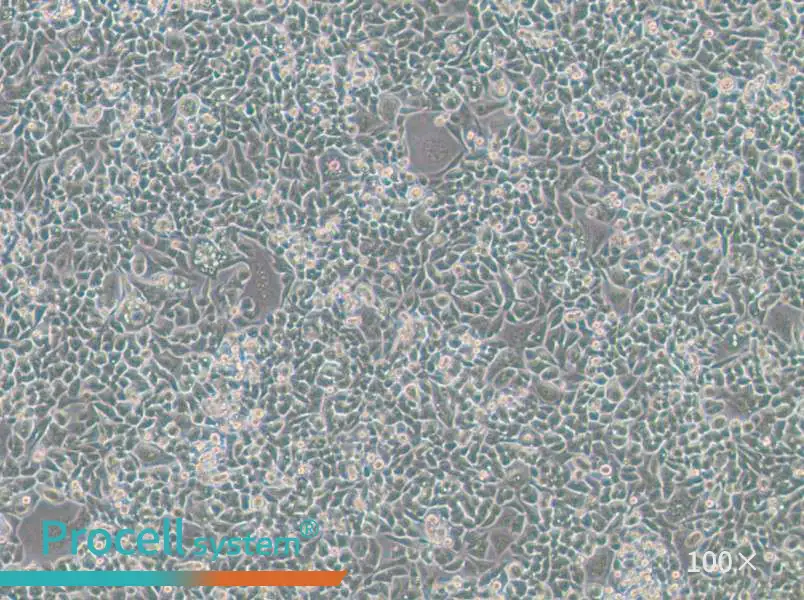 HCT-15-TAX Cell Complete Medium - 3