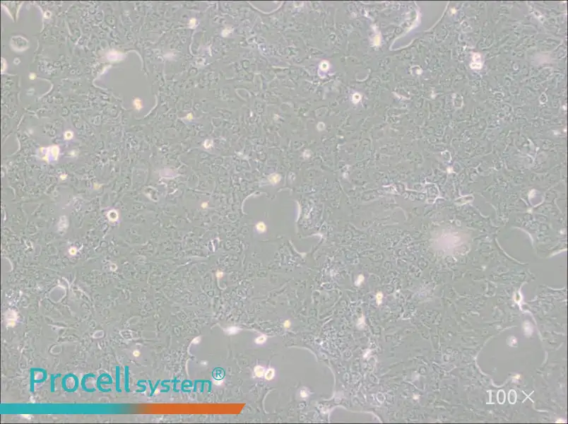 Capan-1 Cell Complete Medium - 2