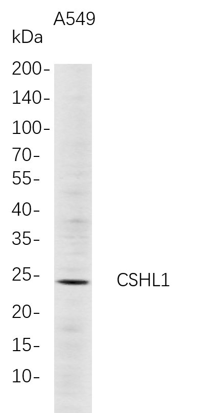 Recombinant CSHL1 Monoclonal Antibody-searchlist-1