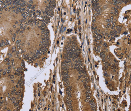 EIF3H Polyclonal Antibody - 2