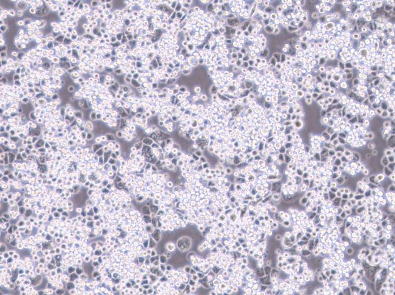 MDA-kb2 (DMEM) Cell Complete MediumMDA-kb2 (DMEM) Cell Complete Medium - 3