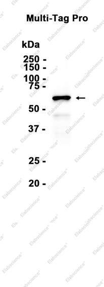 Recombinant DDDDK tag Monoclonal Antibody - 1