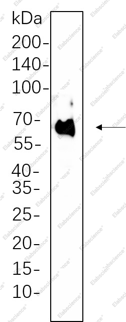 Recombinant PDPK1 Monoclonal Antibody - 1