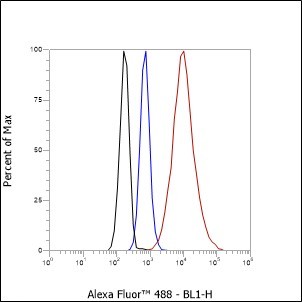 Recombinant NPM1 Monoclonal Antibody - small - 7