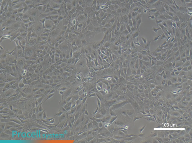MC3T3-E1 Subclone 14 Cell Complete Medium - 2