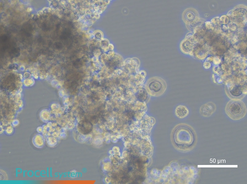 OCUM-1 Cell Complete MediumOCUM-1 Cell Complete Medium - 4