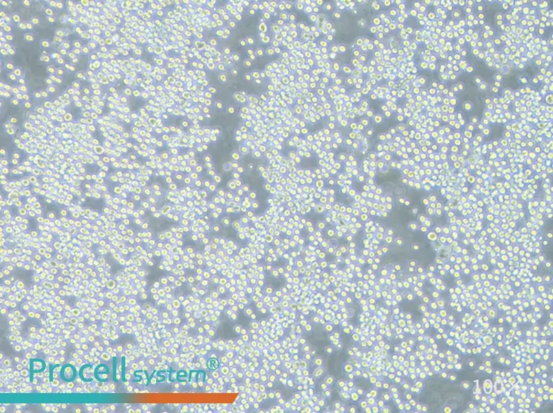 COLO 205 Cell Complete MediumCOLO 205 Cell Complete Medium - 3