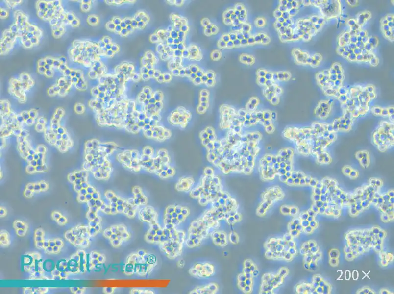 RAW 264.7 Cell Complete Medium - small - 6