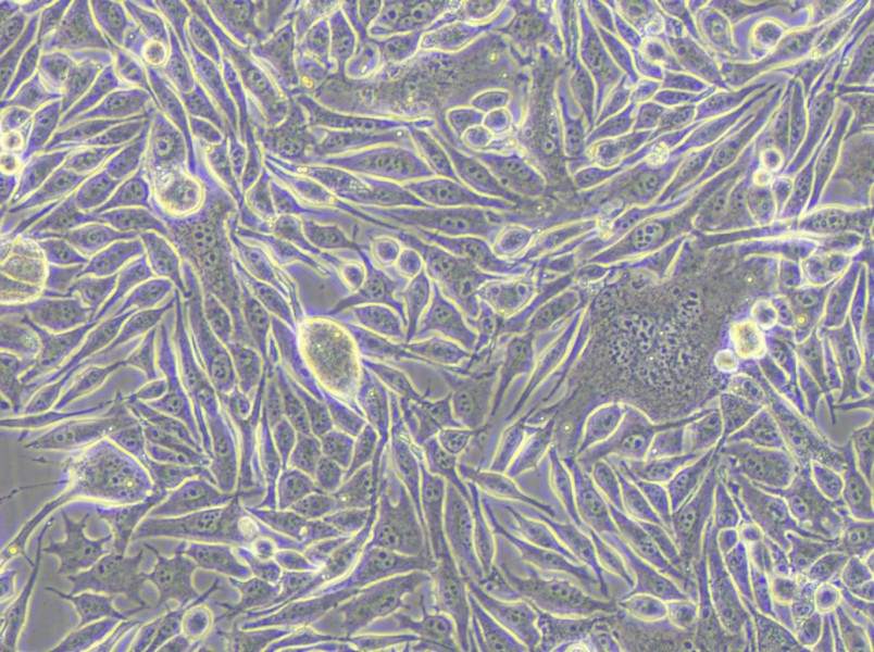 MP41 Cell Complete Medium - 4