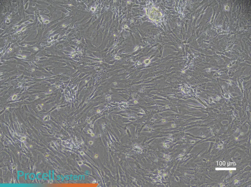 Rat Intestinal Fibroblast Complete Medium - 3