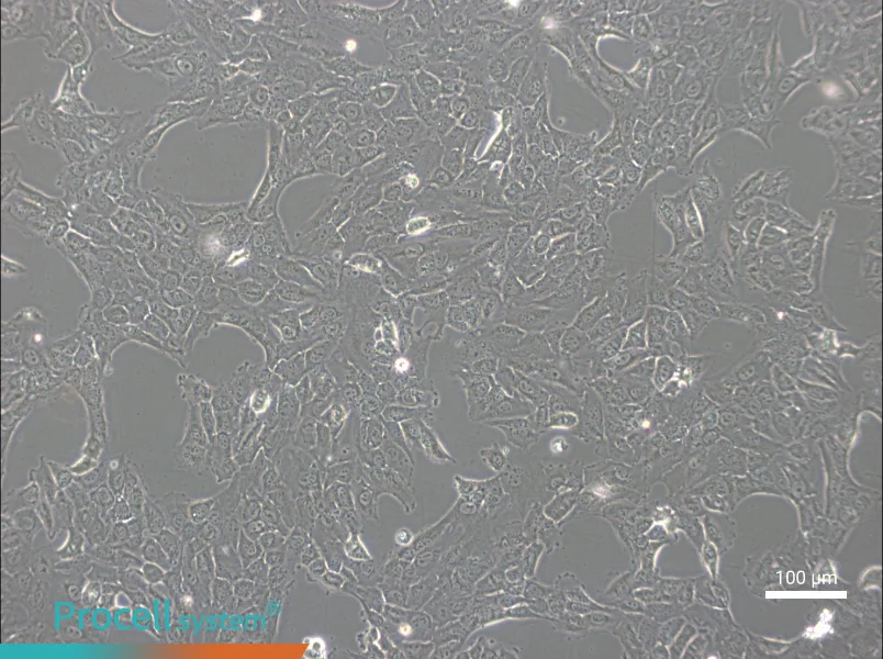 NCI-H1792NCI-H1792 - 2