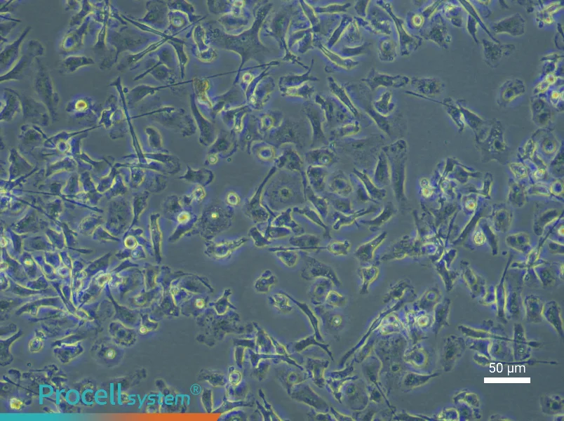 Mouse Renal Macrophage Complete Medium - 6