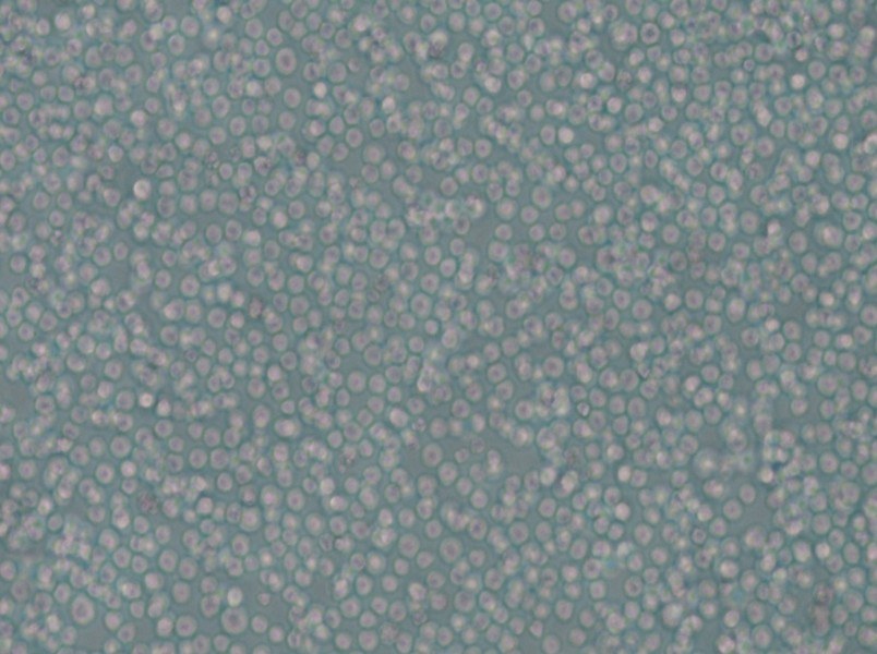 skm-1 Cell Complete Medium - 6