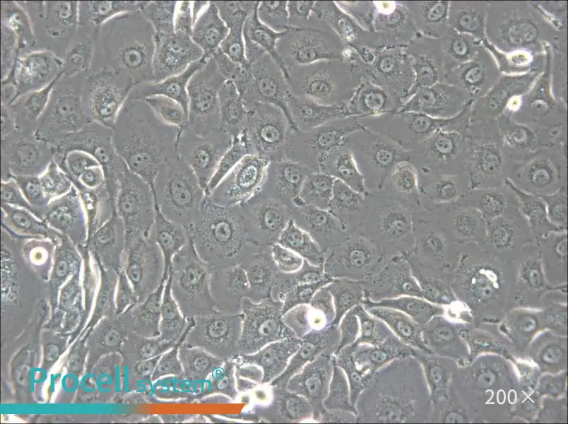 HSC-2 Cell Complete Medium - small - 5