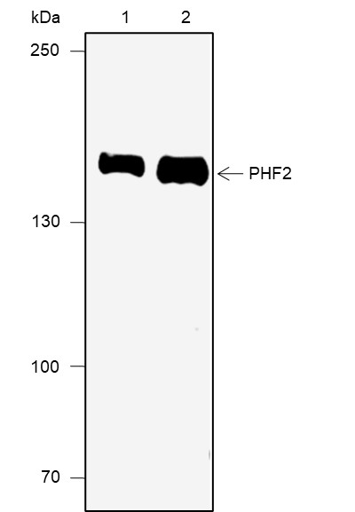 Recombinant PHF2 Monoclonal Antibody-searchlist-1