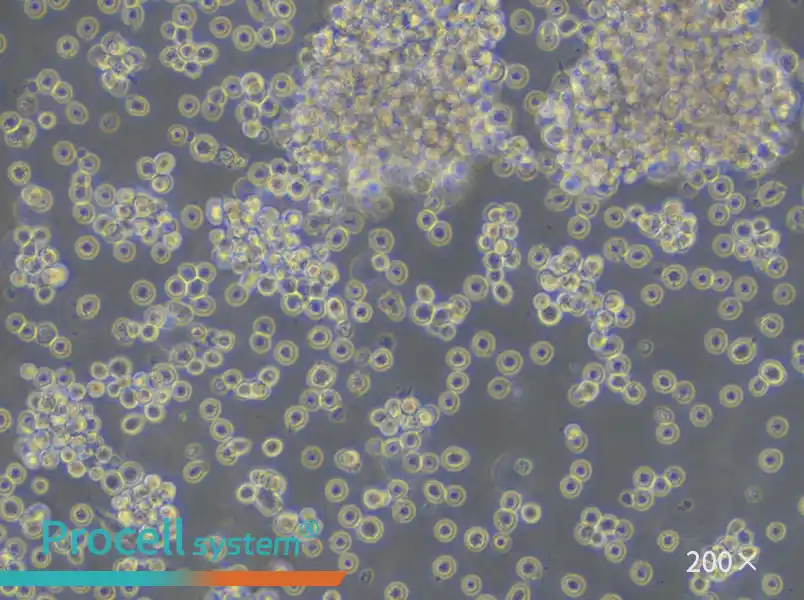 Raji Cell Complete Medium - small - 4