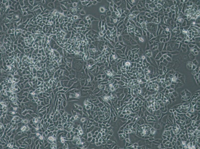 NCI-H522[H522] Cell Complete Medium-searchlist-1