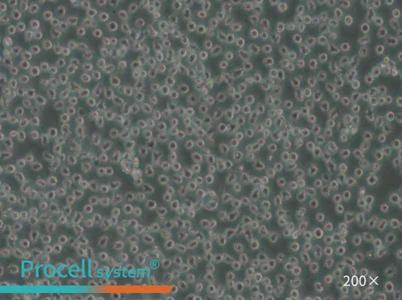 Mino Cell Complete Medium - small - 4