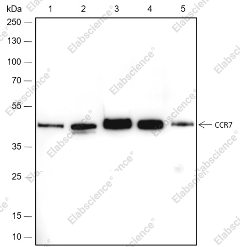 Recombinant CCR7 Monoclonal Antibody - 1