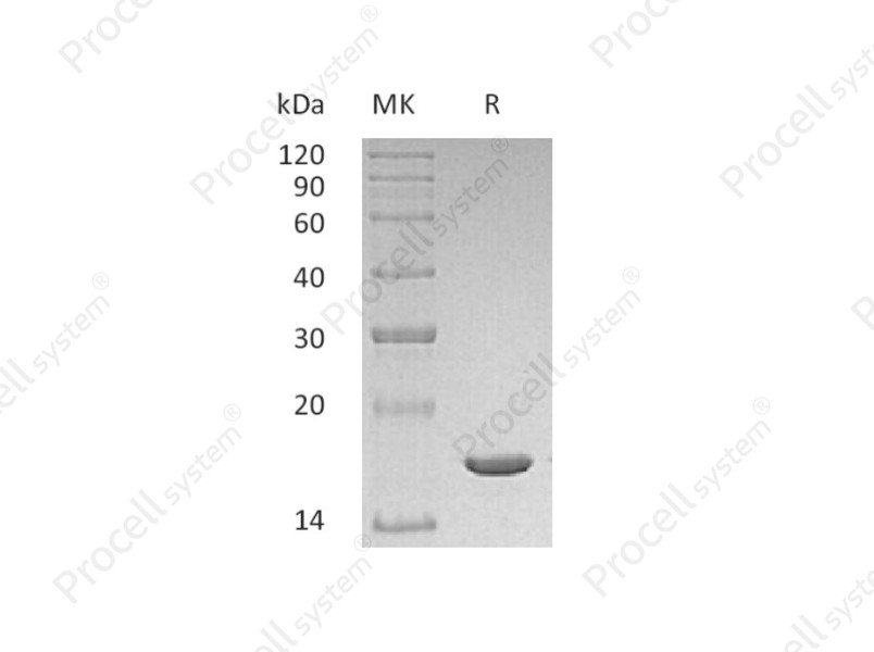 IL-1&beta;/IL1F2, Mouse, Recombinant