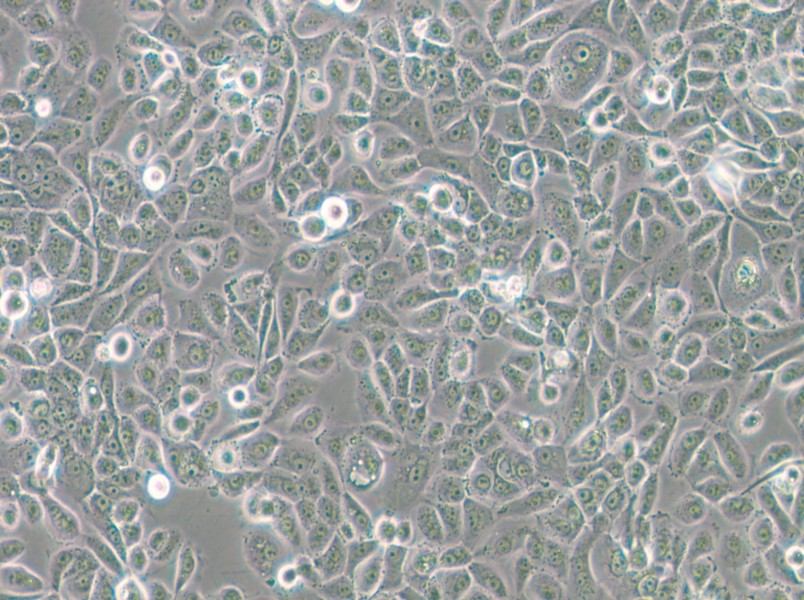 VK2/E6E7 Cell Complete Medium - small - 6