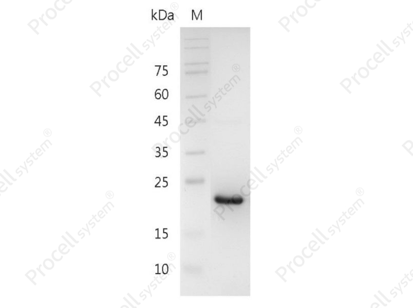 CNTF/AI429687, Mouse, Recombinant