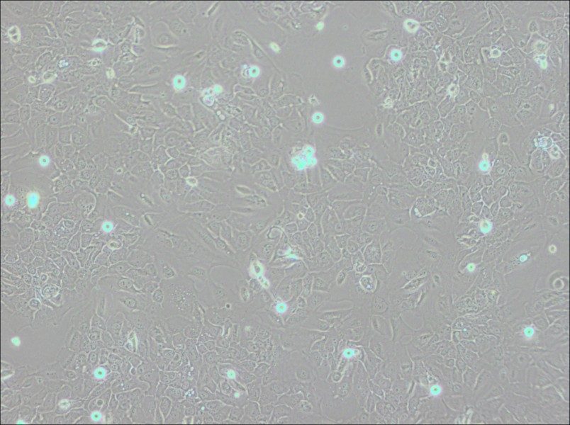SCC-9 [SCC 9; SCC9] Cell Complete Medium - 3
