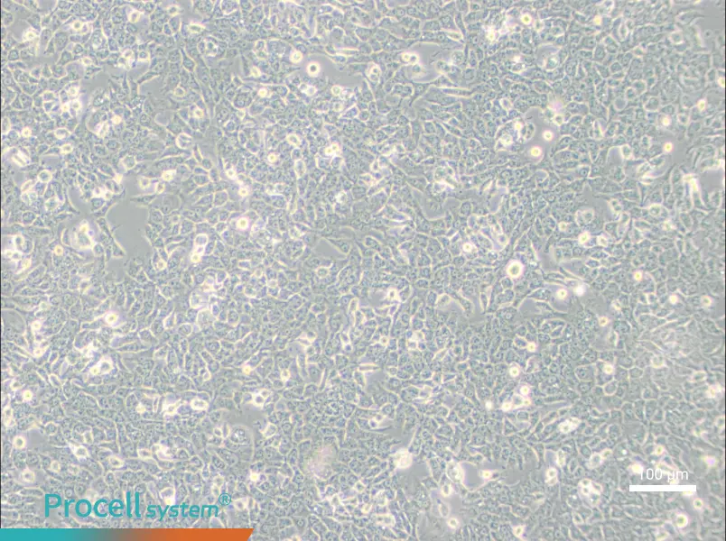 SN12CSN12C - 2