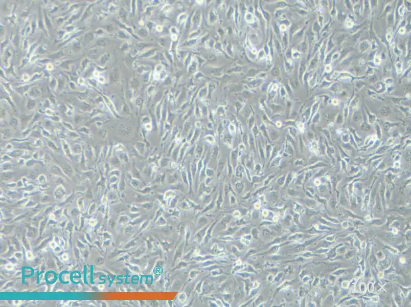 bEnd.3 [BEND3] Cell Complete Medium - 1