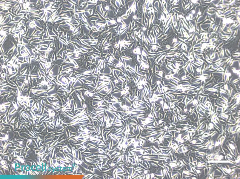 WM-266-4WM-266-4 - 3
