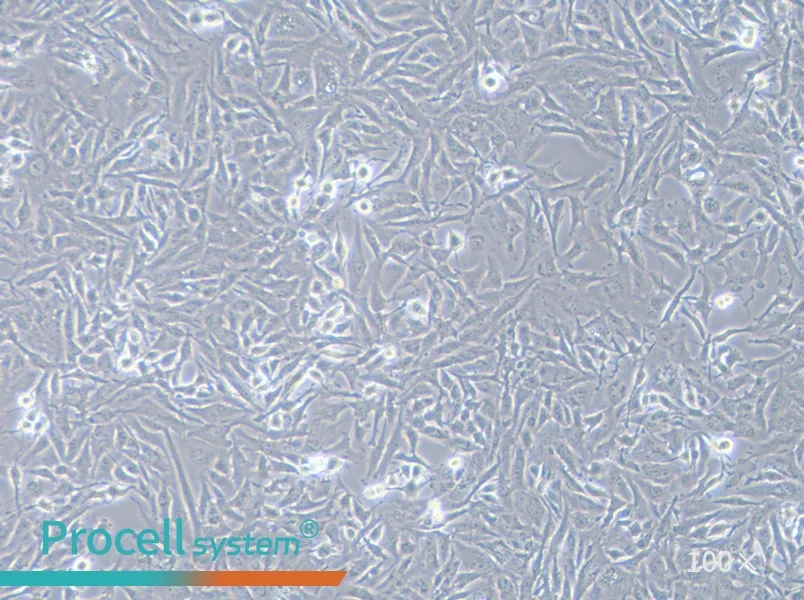 U251 Cell Complete Medium - 1